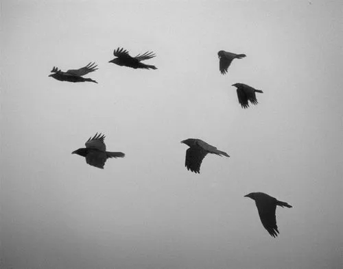 格林童话|七只乌鸦..